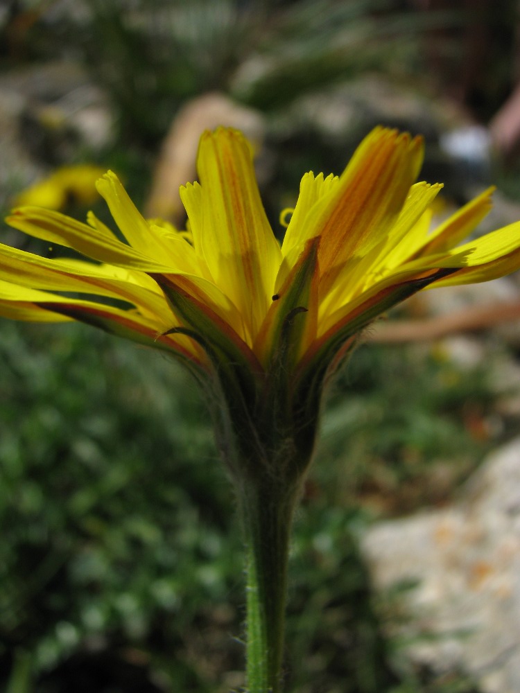 Scorzonera hirsuta / Scorzonera irsuta