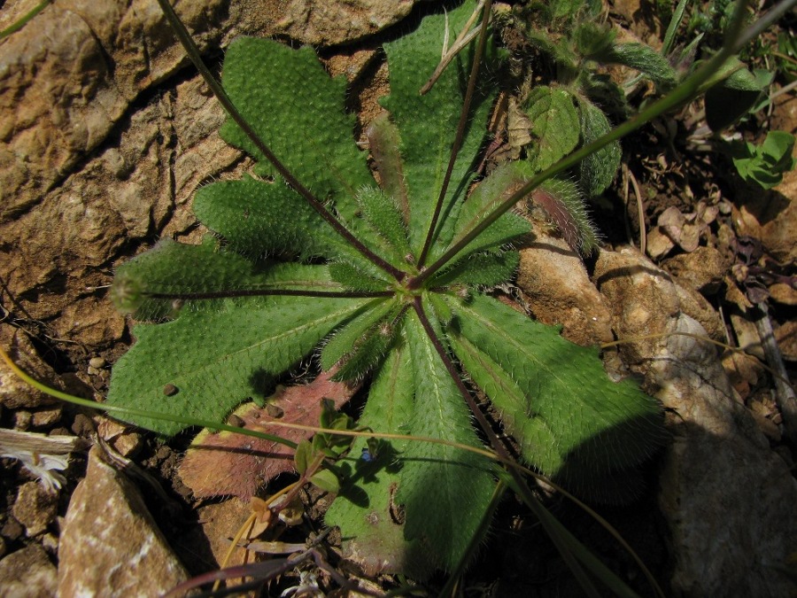 Hypochaeris achyrophorus / Costolina annuale