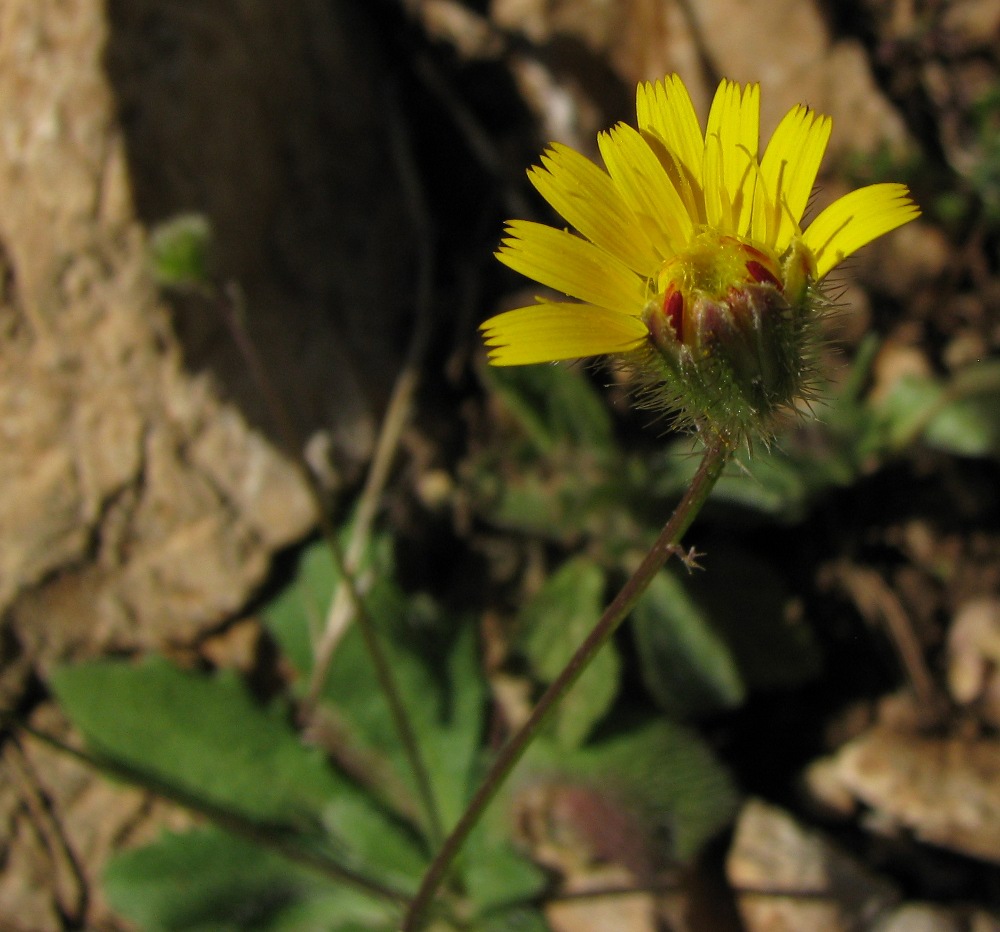 Hypochaeris achyrophorus / Costolina annuale