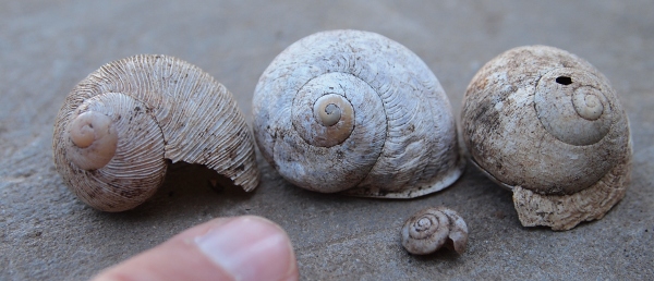 Cornu aspersum - forma panciuta - Cap Carbon, Algeria