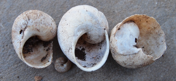 Cornu aspersum - forma panciuta - Cap Carbon, Algeria