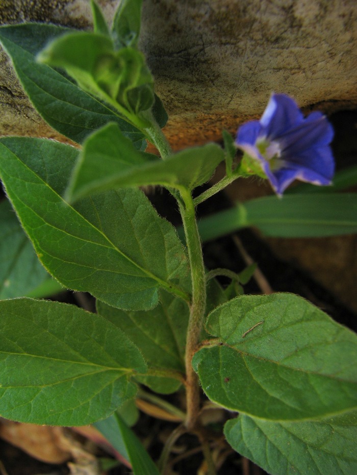 Convolvulus siculus / Vilucchio siciliano