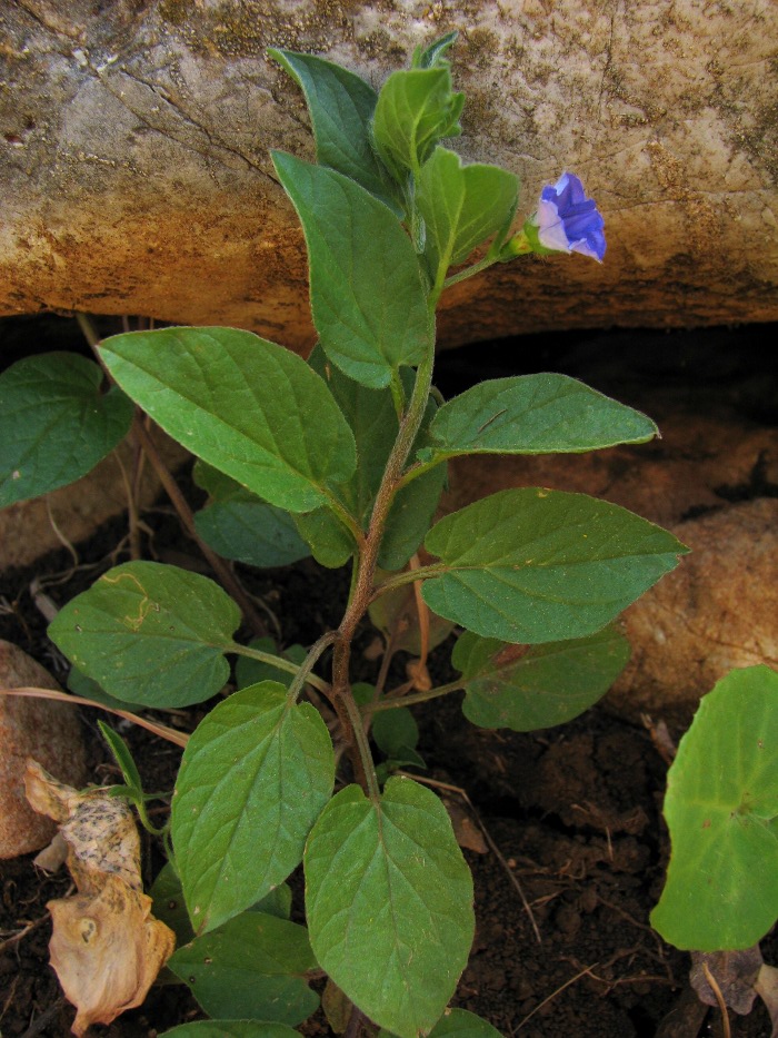 Convolvulus siculus / Vilucchio siciliano