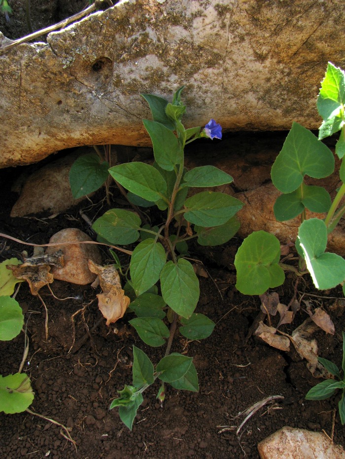 Convolvulus siculus / Vilucchio siciliano