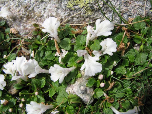 Stachys corsica / Betonica corsica