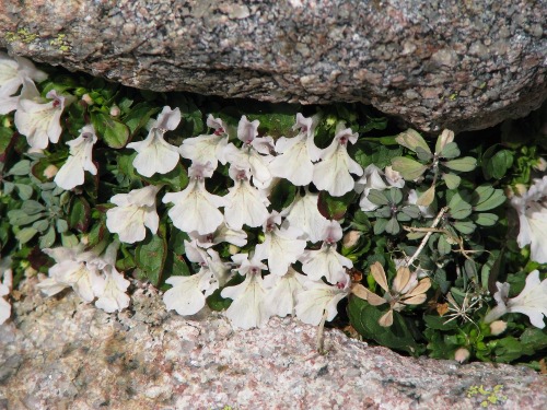 Stachys corsica / Betonica corsica