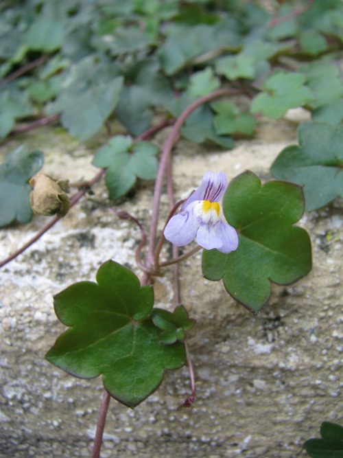 Cymbalaria muralis / Ciombolino comune