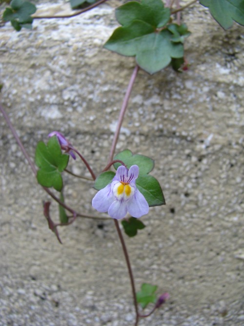 Cymbalaria muralis / Ciombolino comune