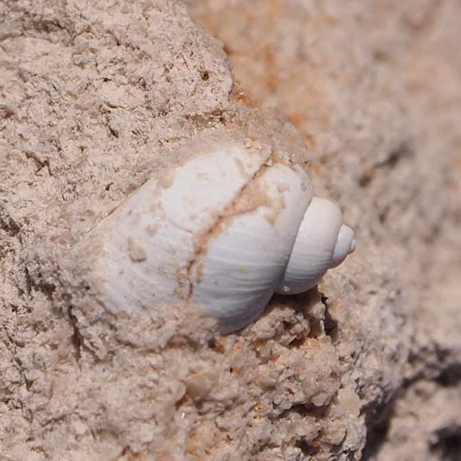 Bulinus - Deserto di Djanet