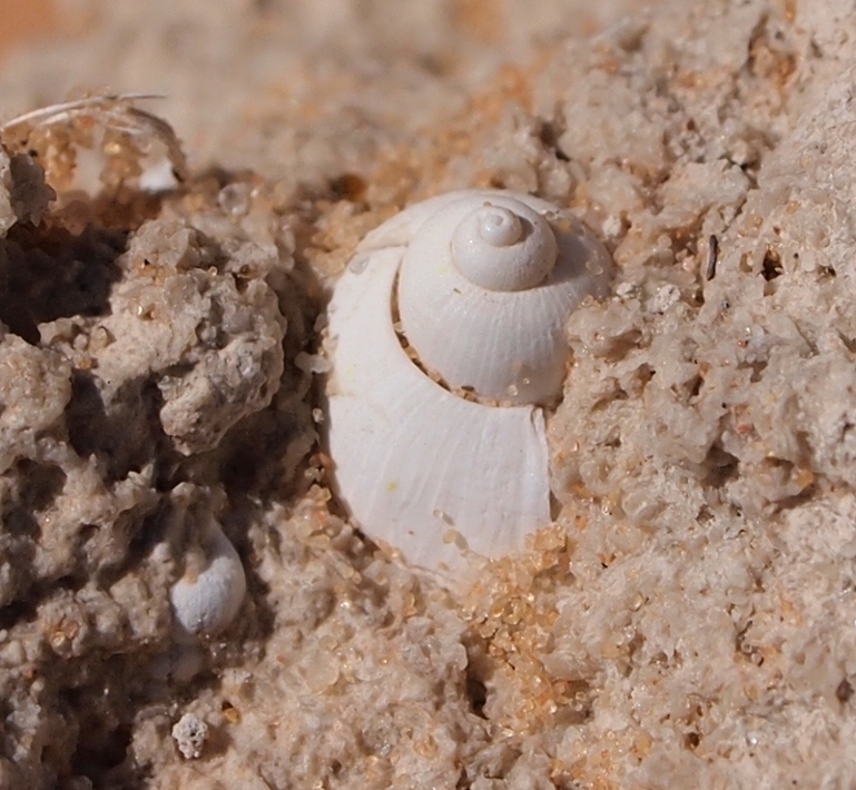 Bulinus - Deserto di Djanet