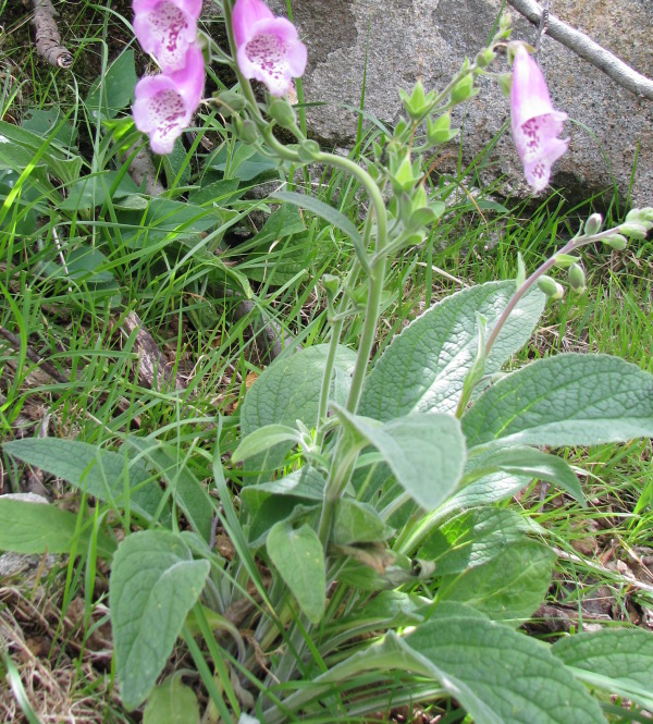 Digitalis purpurea / Digitale rossa