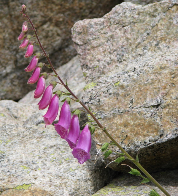 Digitalis purpurea / Digitale rossa