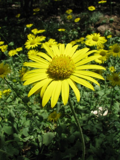 Doronicum cfr. orientale