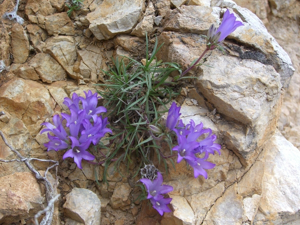 Edraianthus graminifolius / Campanula graminifolia