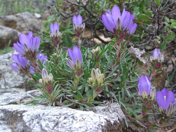 Edraianthus graminifolius / Campanula graminifolia