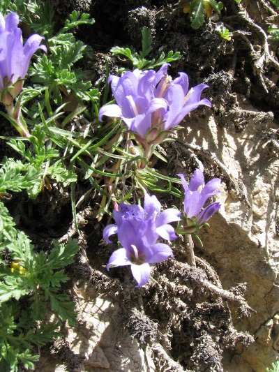 Edraianthus graminifolius / Campanula graminifolia