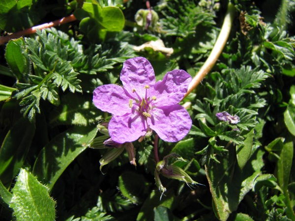 Erodium acaule / Becco di gr a rosetta