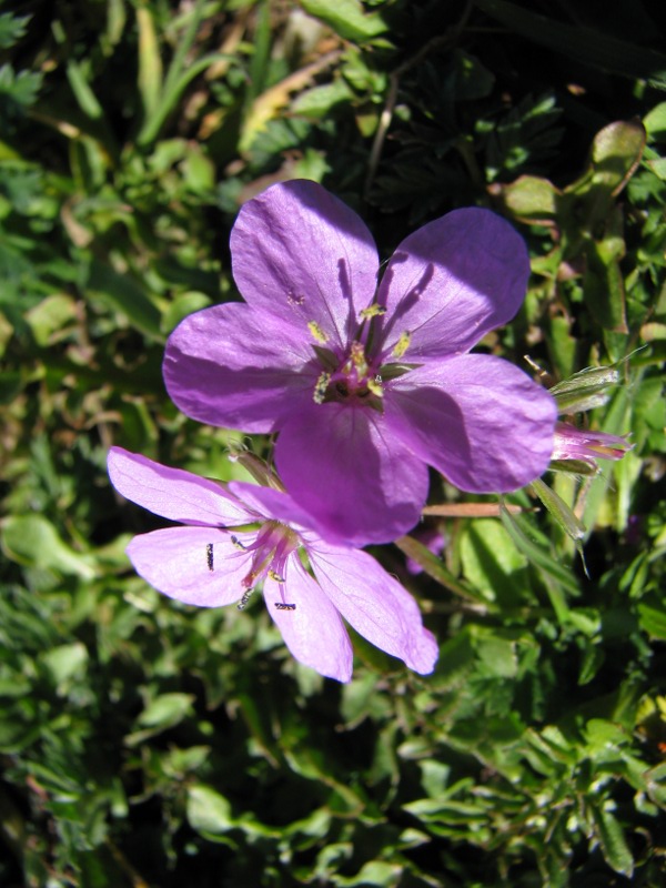 Erodium acaule / Becco di gr a rosetta