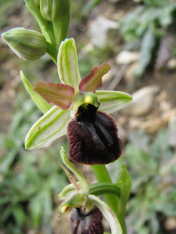 Ophrys exaltata ?