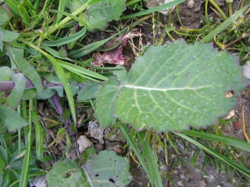 Brassica rapa / Cavolo rapa