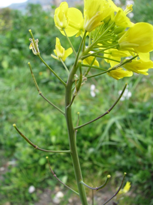 Brassica rapa / Cavolo rapa