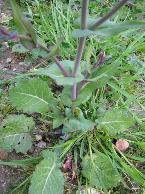 Brassica rapa / Cavolo rapa