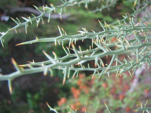 Genista corsica / Ginestra di Corsica