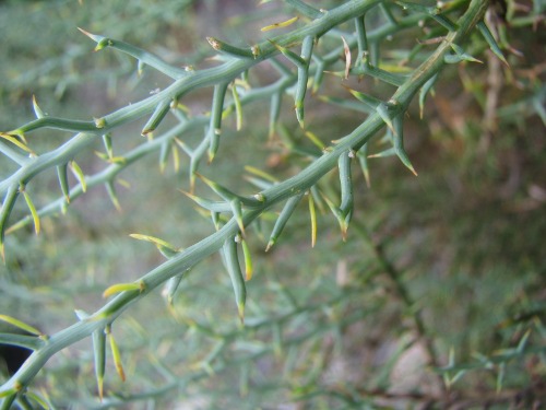 Genista corsica / Ginestra di Corsica