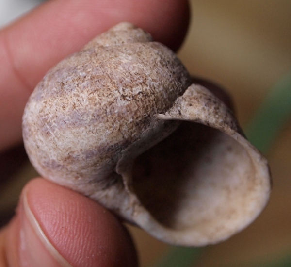 Cornu aspersum - forma panciuta - Cap Carbon, Algeria