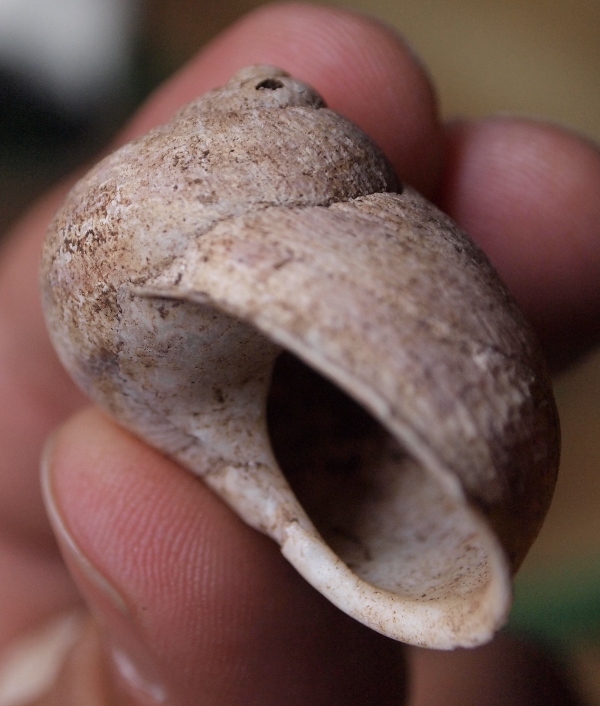 Cornu aspersum - forma panciuta - Cap Carbon, Algeria