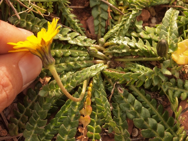 Hyoseris radiata