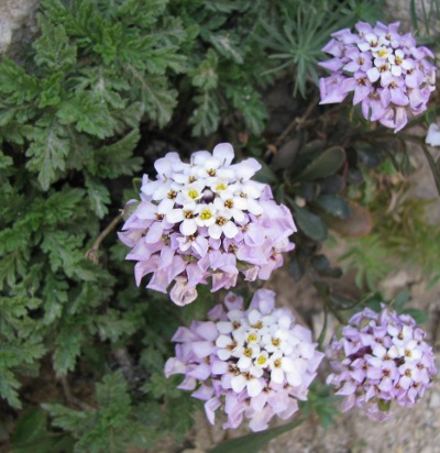 Iberis semperflorens