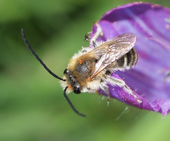 su Echium: Eucera sp.?