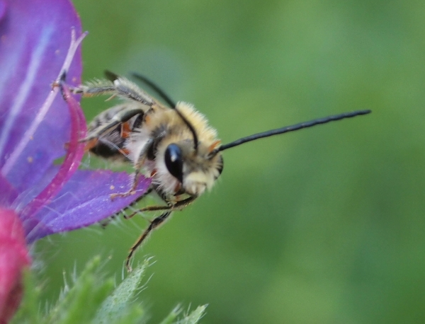 su Echium: Eucera sp.?