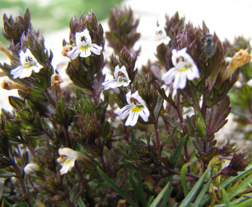 Euphrasia genargentea