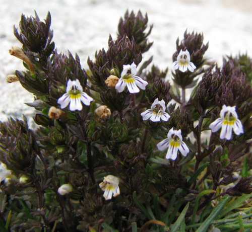 Euphrasia genargentea