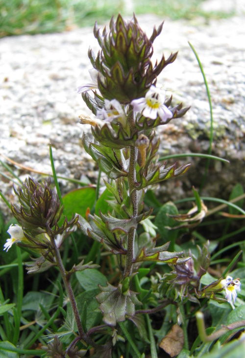 Euphrasia genargentea