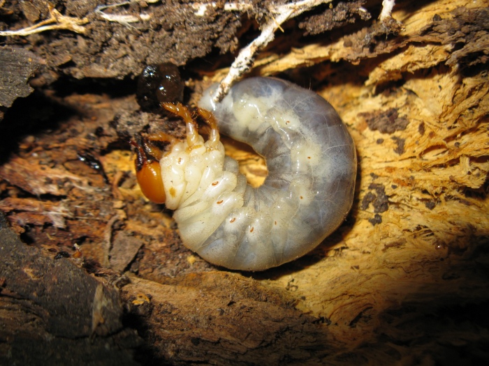 larva di Lucanidae