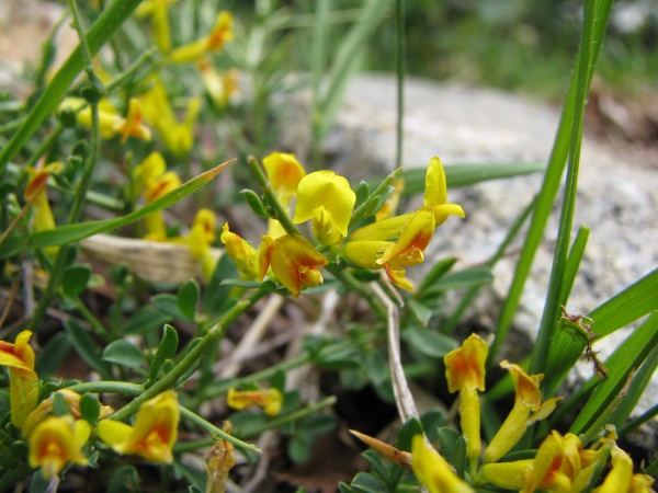 Anthyllis hermanniae / Vulneraria spinosa