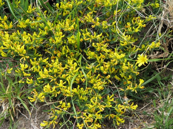 Anthyllis hermanniae / Vulneraria spinosa