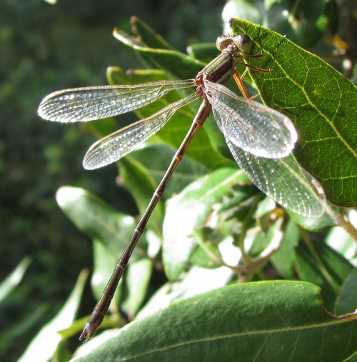 Zygoptera?