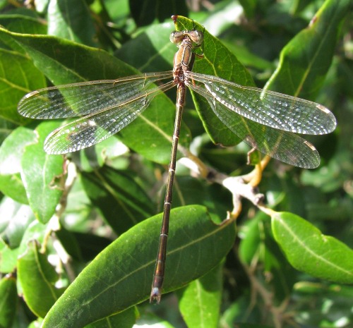 Zygoptera?