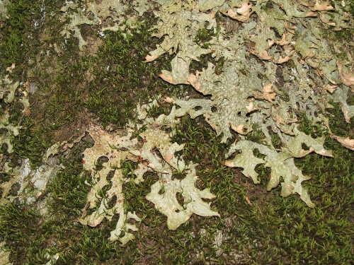 lichene foglioso