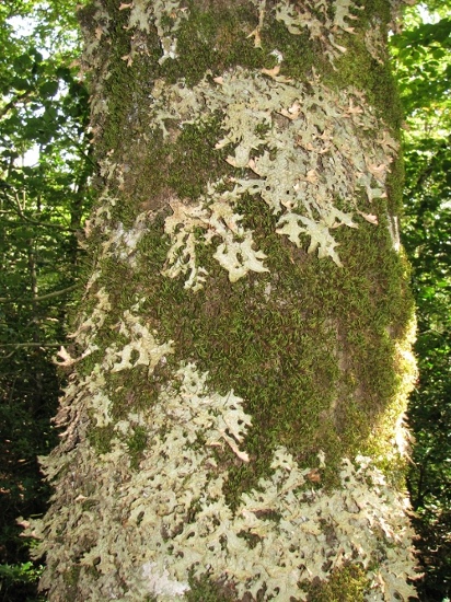 lichene foglioso