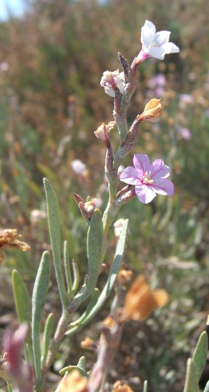 Limoniastrum monopetalum / Limoniastro cespuglioso