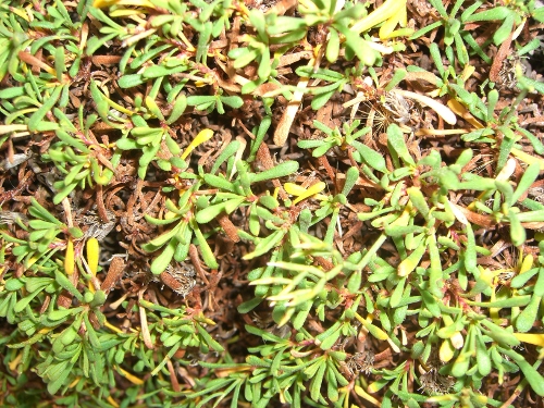 Limonium obtusifolium (Rouy) Erben