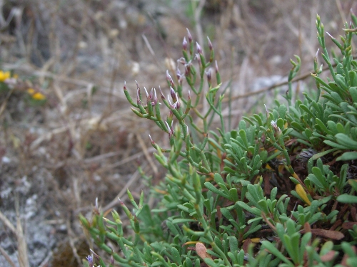 Limonium obtusifolium (Rouy) Erben