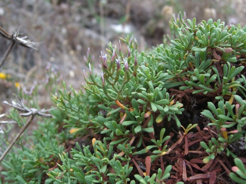 Limonium obtusifolium (Rouy) Erben