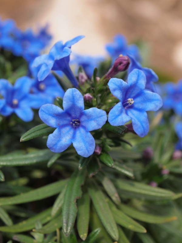 Lithodora rosmarinifolia / Erba-perla mediterranea