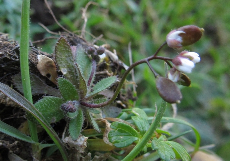 pascoli - Monti Sicani - Erophila verna subsp. praecox